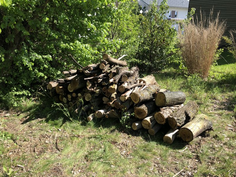 Rodungsarbeiten 10.05.2019