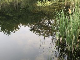 Rodungsarbeiten 10.05.2019