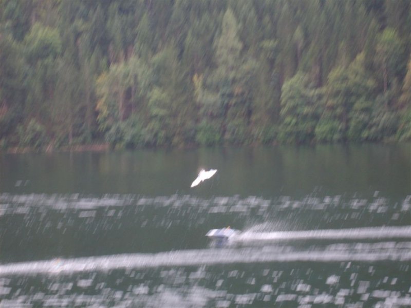 Lunz 2008