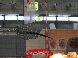 Messe Wien 2012