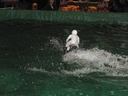 Messe Wien 2011